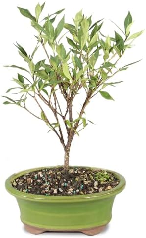 Brussel's Live Gardenia Outdoor Bonsai Tree - 6 Years Old; 8" to 10" Tall with Decorative Container (Not Sold in Arizona) - Image 3