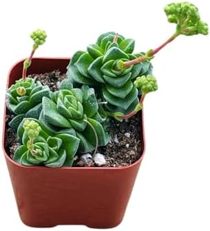 Succulents Plants Live 2inch Live Mini Succulent Plants, Easy Care House Plants Rooted in Succulent Soil Mix, By The Succulent Cult (Crassula Susannae *Rare*, 2 Inch) - Image 4