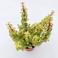 4" Live Succulent Plants Variegated Elephant Bush, Easy Care Houseplant by FleshyFlora