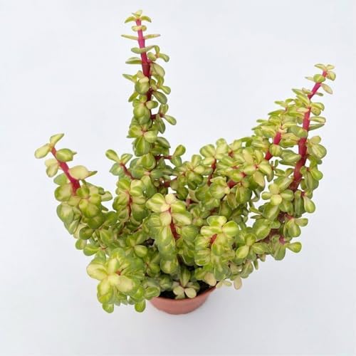 4" Live Succulent Plants Variegated Elephant Bush, Easy Care Houseplant by FleshyFlora