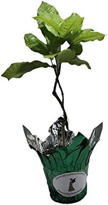 White Queens Wreath Sandpaper Bluebird Vine -Petrea volubilis 'Alba' - Live Plant - Hanging Flower Clusters - 6-8 Inches Tall - 4 Inch Pot - Image 3