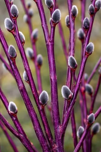 Purple Continental Willow Cuttings for Planting - Vibrant Purple Bark Willow | Fast Growing Ornamental Shrub | Live Dormant Hardwood Starts (2 Cutttings) - Image 2