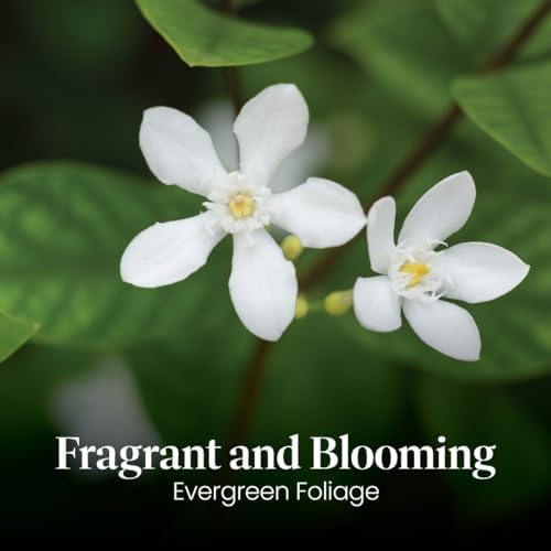 American Plant Exchange Live Confederate Jasmine – 6-Inch Pot – Fragrant Flowering Vine with Glossy Green Leaves, Easy Care Outdoor Plant for Patios, Trellises, Gardens & Landscape Décor - Image 2
