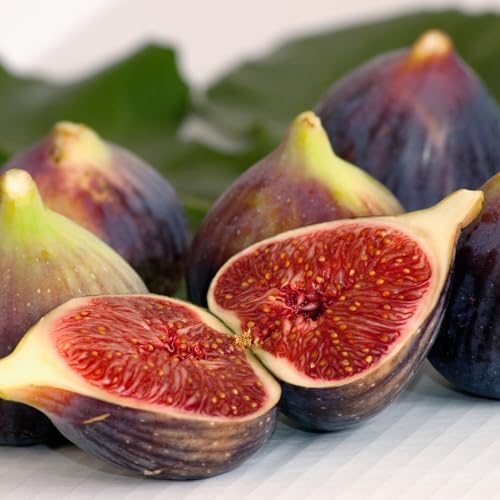 Fig Tree Chicago Hardy Live Plant (4 Pack) Cold-Hardy Live Plants to -10°F | Easy to Grow Plants | Edible Fruit Plant | Grow Your own Food on Your Edible Organic Garden| Live for Planting. - Image 2