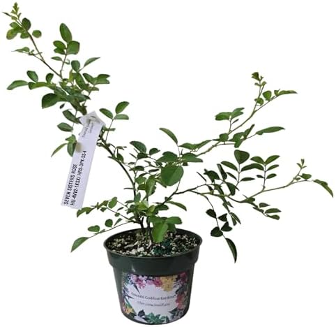 Seven Sisters Climbing Rambler Rose - Antique Heirloom Rosa Hybrid - Live Plant - Fragrant Spring Bloom - Double Pink Flower - Emerald Goddess Gardens Starter Sz 4 Inch Pot - Image 3