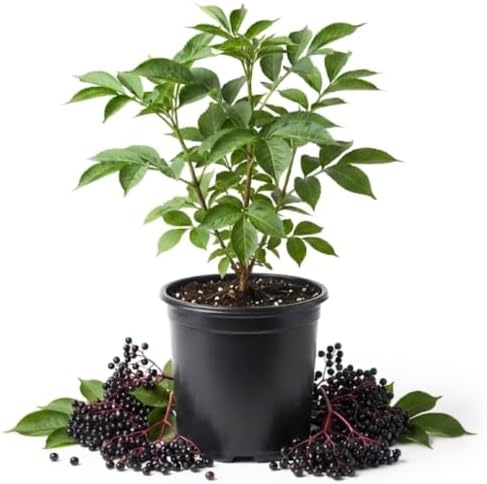 Black Elderberry Bush Live Plant, 6-12" Tall, Quart Pot, Hardy Berry Shrub by Unknown