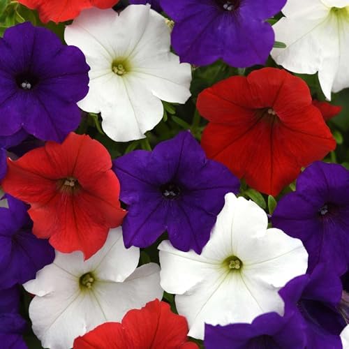 Eden Brothers Petunia Seeds - Easy Wave The Flag Mix by EdenBrothers