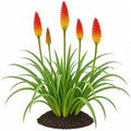 Votaniki Red Hot Poker Uvaria Top Size Bare Root Kniphofia Perennial with Red Orange Yellow Flower Spikes Summer Blooming Plant for Borders Pollinator Gardens and Cut Flowers (Pack of 12) by Votaniki