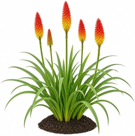 Votaniki Red Hot Poker Uvaria Top Size Bare Root Kniphofia Perennial with Red Orange Yellow Flower Spikes Summer Blooming Plant for Borders Pollinator Gardens and Cut Flowers (Pack of 12) by Votaniki