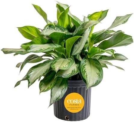 Costa Farms Chinese Evergreen, Live Indoor Plant, Easy Care, Home Decor by Unknown