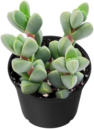 Sprout N Green Ice Plant Live Corpuscularia lehmannii Succulent by SproutNGreen