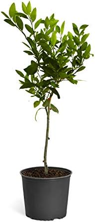 Brighter Blooms Owari Satsuma Mandarin Tree, 2-3 ft. by BrighterBlooms
