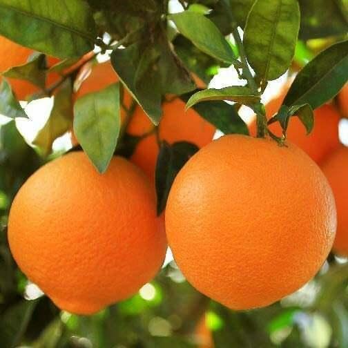 Honey Tangerine (Murcott Mandarin) Tree - 2-5 Inch Tall Live Plant - Potted Orange Tangor Fruit Seedling - Citrus reticulata 'Murcott' by Unknown