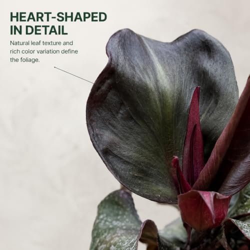 Philodendron Red Heart Live Plant - Fully Rooted Rare Indoor Houseplant - Image 5