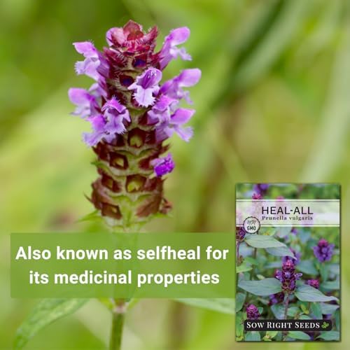 Sow Right Seeds - Heal-All Seed for Planting Self Heal Perennial Herb - Image 3