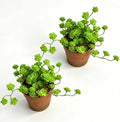 Artificial Green Trailing Rosette Succulent Potted Plant, 2 Pack by QenyiHPD