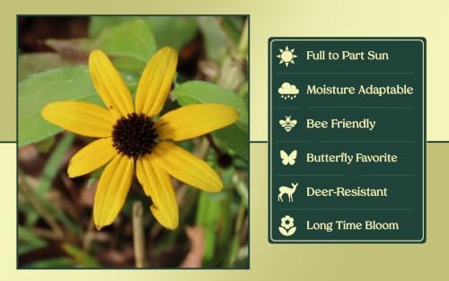 3 Live Brown-Eyed Susan Plants (Rudbeckia triloba) – Perennial Wildflowers from My Home Park in 4” Pots – Not Seeds – 4–8” Tall on Arrival - Bright Yellow Blooms – Pollinator Favorite – Zones 4–8 - Image 4