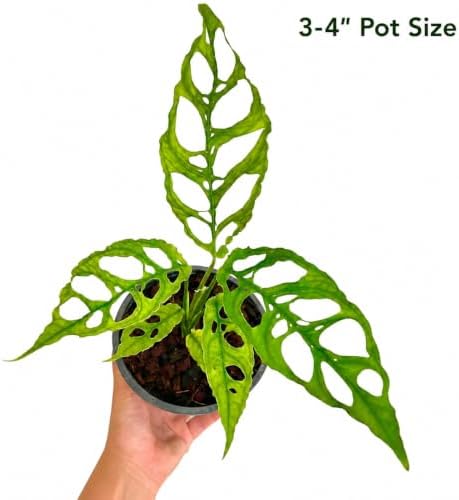 Monstera Obliqua Peru Live Plant, Rare Fully Rooted Tropical Houseplant - Image 2