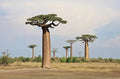5 Baobab Tree Seeds | Exotic Indoor Bonsai Tree Seeds for Growing by CZGrain