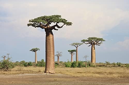 5 Baobab Tree Seeds | Exotic Indoor Bonsai Tree Seeds for Growing by CZGrain