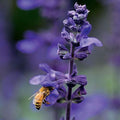 Park Seed Big Blue Salvia Seeds, Pack of 10 by ParkSeed