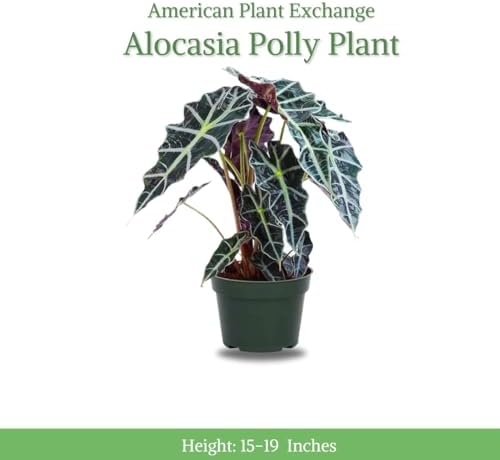 American Plant Exchange Alocasia Polly African Mask – 6-Inch with Pot – Live Easy Care Tropical Houseplant, Air Purifying Foliage for Home, Office, or Indoor Garden Decor - Image 2
