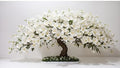10 Snow White Cherry Blossom Bonsai Tree Seeds for Planting by CZGrain