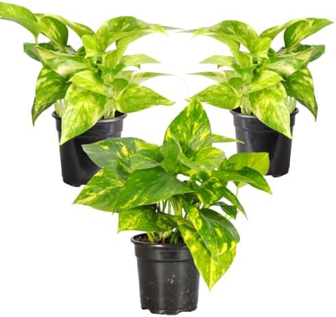 Live Golden Pothos, Indoor Vining Plant, Easy to Grow, 4" Pot by ThorsensGreenhouse