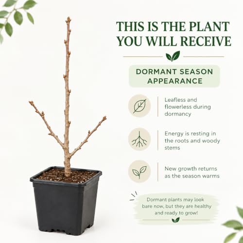 2 Limelight Hydrangea Plants for Planting, 6-10" Tall - Quart Pot, Hardy Hydrangea Tree Live Plant, Low Maintenance Compact Flowering Shrub for Patio Containers & Landscape - Image 2