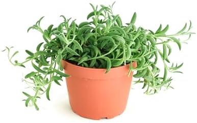 Shop Succulents String of Bananas Hanging Succulent, Senecio Radicans, Fully Rooted Live 4" Succulent Plant, Low Maintenance Indoor Plant, Trailing Succulents, Gift & Garden by ShopSucculents