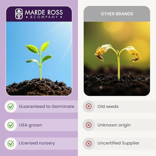 Black Beauty Poppy Seeds for Planting - 300 Fresh Flower Seeds - Tall Dark Purple Wildflower Seeds to Plant Outside - Re-Seeding Annual - Grown in The USA - Image 4