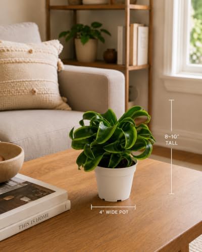 Dracaena Tornado Live Plant, Low Light Tolerant Dracaena Plant Live, Air Purifying Plants Live Houseplants, Beginner Friendly House Plants for All Indoors Spaces - Image 2