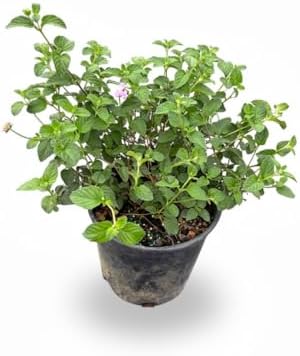 Pink Lantana Live Plant, 1 Gallon, Flowering Perennial Ground Cover by RogersPlantNursery