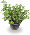 Pink Lantana Live Plant, 1 Gallon, Flowering Perennial Ground Cover by RogersPlantNursery