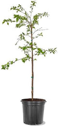 American Plant Exchange Flowering Cherry Tree 'Weeping Yoshino' – Live Ornamental Tree, 5-Gallon Pot, Cold Hardy, Cascading Pink-White Spring Blooms for Outdoor Gardens and Landscapes by AmericanPlantExchange