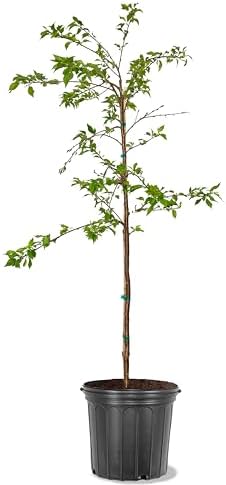 American Plant Exchange Flowering Cherry Tree 'Weeping Yoshino' – Live Ornamental Tree, 5-Gallon Pot, Cold Hardy, Cascading Pink-White Spring Blooms for Outdoor Gardens and Landscapes by AmericanPlantExchange