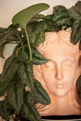 American Plant Exchange Silver Splash Pothos – Live 6-Inch Potted Satin Pothos Vine, Easy-Care Air Purifying Houseplant, Fast-Growing Indoor Plant for Home, Office & Modern Tropical Indoor Décor - Image 3