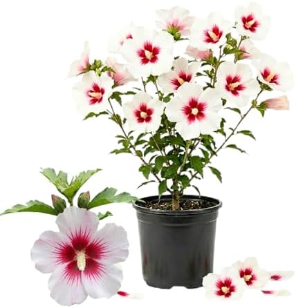 Red White Rose of Sharon Plant Live, Flowering Althea Plant, 6-12 Inch Tall by Unknown