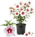 Red White Rose of Sharon Plant Live, Flowering Althea Plant, 6-12 Inch Tall by Unknown