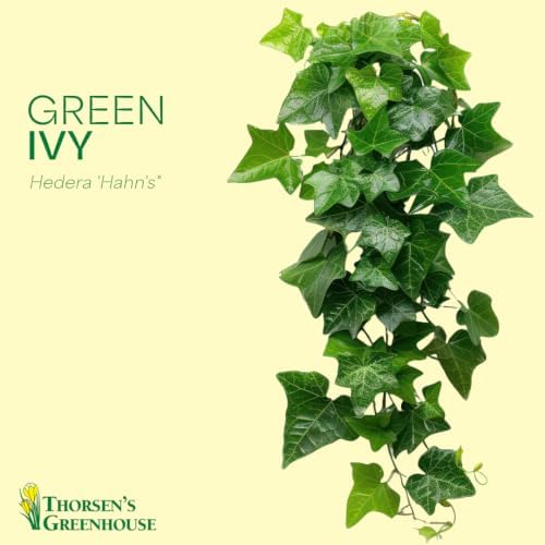 Live Hahn's Green Ivy Plant, Vining Indoor Plant, 4" Pot - Image 3