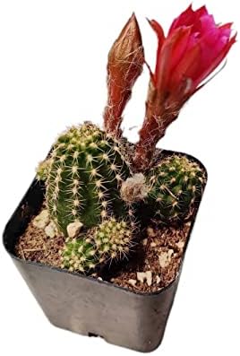 Live Succulent Cactus Plants from USKC (2" Pot) (Chamaelobivia 'Rose Quartz' Peanut Cactus) - Image 2