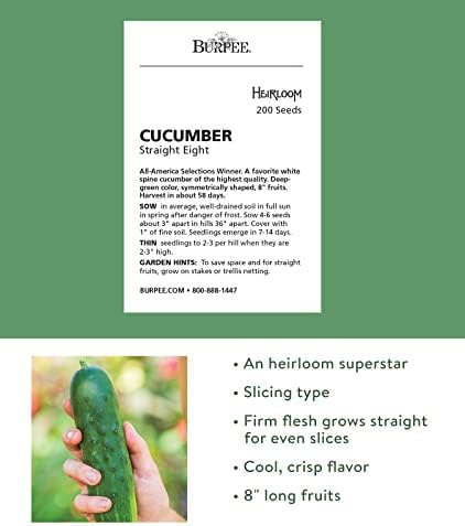 Burpee 'Straight Eight' Slicing Cucumber Seeds, 200 Non-GMO seeds, Heirloom - Image 2