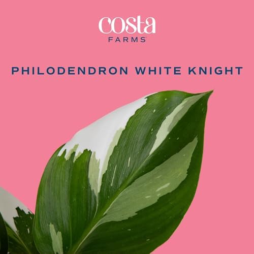 Costa Farms White Knight Philodendron, Live Indoor Plant, Tropical - Image 3