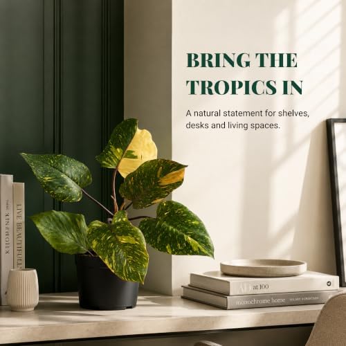 Philodendron Orange Princess Live Plant, Rare Variegated Houseplant - Image 5