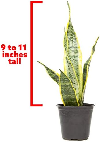 Live Snake Plant, Sansevieria trifasciata Laurentii, Fully Rooted Indoor House Plant in Pot, Mother in Law Tongue Sansevieria Plant, Potted Succulent Plants, Sansevieria laurentii by Plants for Pets - Image 5