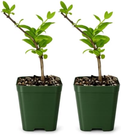 Honeysuckle Plant Live, White Fragrant Japanese Climbing, 2in Pot, 2-Pack by MyShelfie