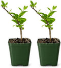 Honeysuckle Plant Live, White Fragrant Japanese Climbing, 2in Pot, 2-Pack by MyShelfie