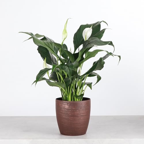 Live Peace Lily Plant, Spathiphyllum, Low Light, Easy to Grow, 4" Pot - Image 2