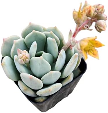 Live Succulent Cactus Plants from USKC (2" Pot) (Echeveria Moonglow) by FOLIAGEMS