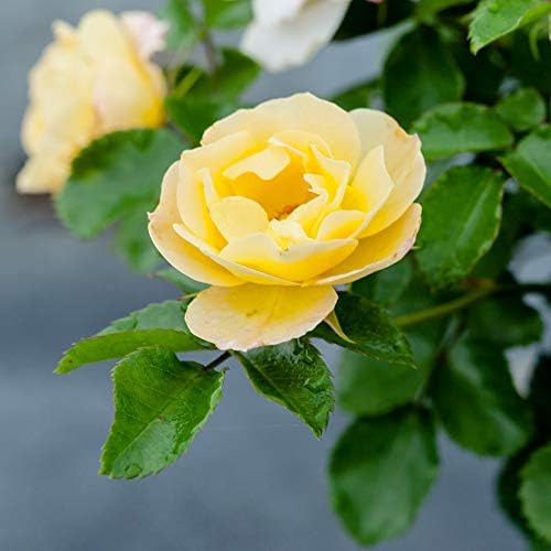 Perfect Plants Popcorn Drift Rose Bush, 1 Gallon, Live Plant - Image 6